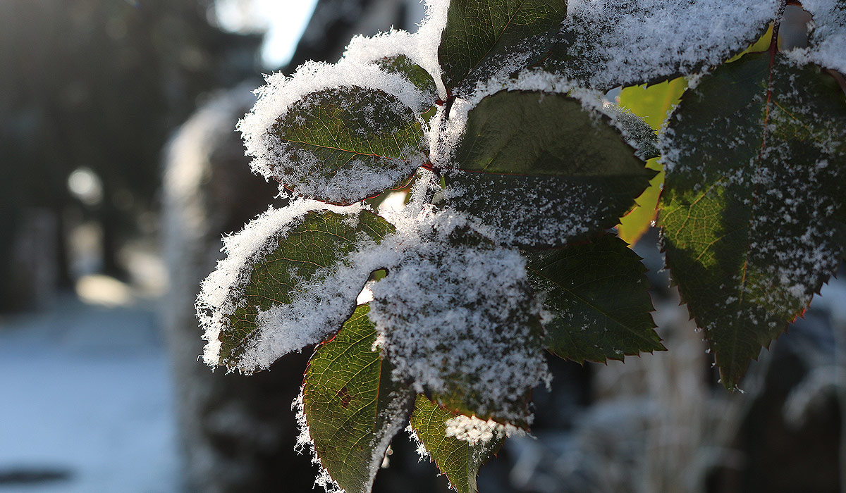 Inizio Slowflower Garten im Winter
