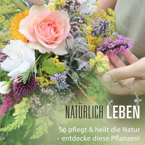 Inizio Kräuter Lexikon Heilpflanzen