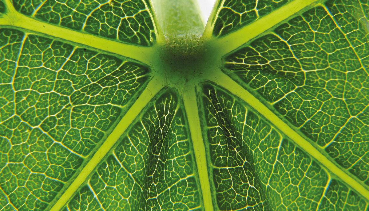 Pflanze Blatt Detail Inhaltstoffe und Wirkung von Hydrolaten