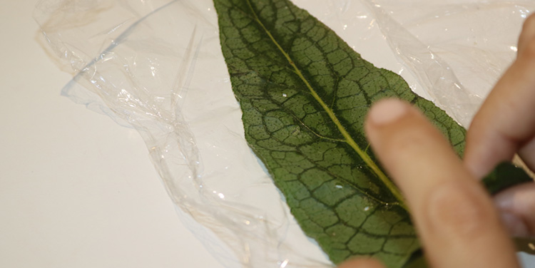 Beinwellblatt Umschlag Entzündungen