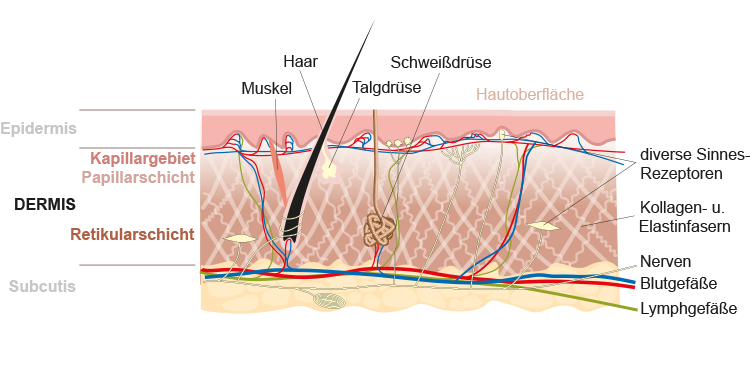 Grafik Dermis