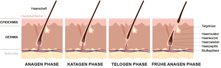 Grafik Hautaufbau menschliche Haut