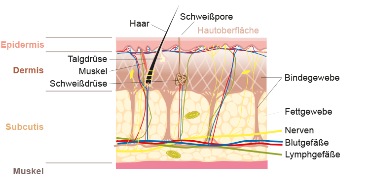 Grafik Hautaufbau menschliche Haut