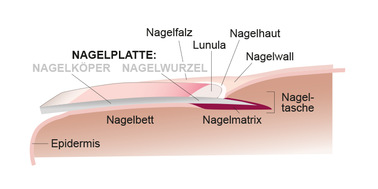 Rad tragbar Anwalt nagelplatte Diener Umgebung März