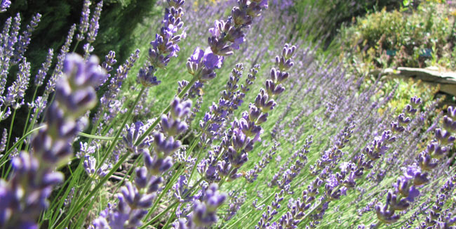 Lavendel