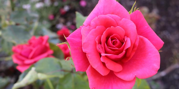 Rote Rosen sind das Zeichen für Liebe schlechthin. Rote Edelrose