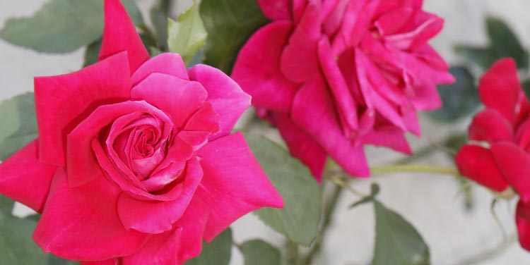 Rote Edelrose Rote Edelrose