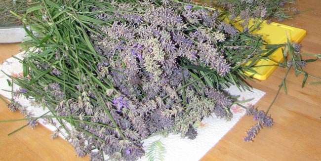 Lavendel trocknen