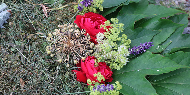 Blumen für einen Blütenteppich