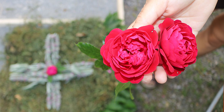 Rosenblüten für einen Blütenteppich