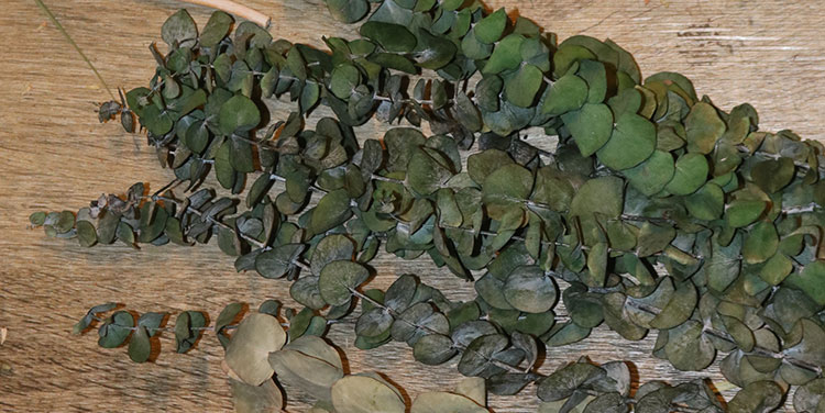 Eukalyptus