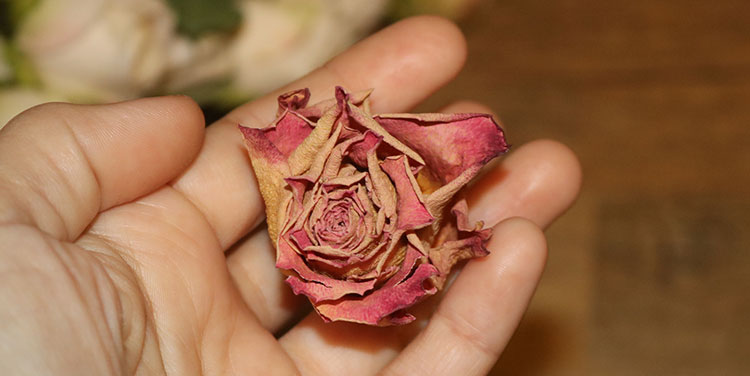 Trockenrose