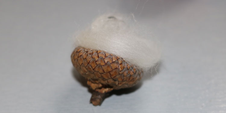 Haare in die Eichel kleben. Filz Wichtel basteln