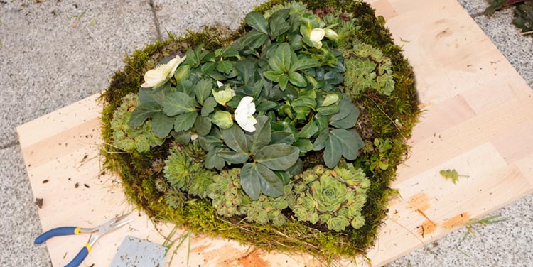 Aus Hasengitter, Dachwurz und Schneerosen lässt sich eine wunderschöne winterharte Gartenschale dekorieren. Herbstdeko