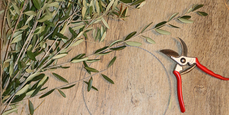 Kranz aus Olivenzweigen