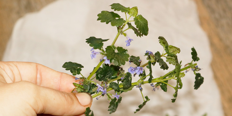 Blumenkranz für das Haar