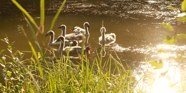 Wie riecht eigentlich der Sommer? junge Schwäne im Sommer