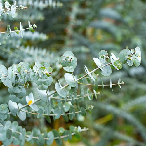 Eucalyptus im eigenen Garten oder auf dem Balkon