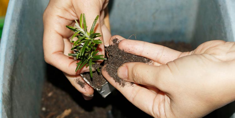 zerowaste anzuchttöpfe aus klopapierrollen