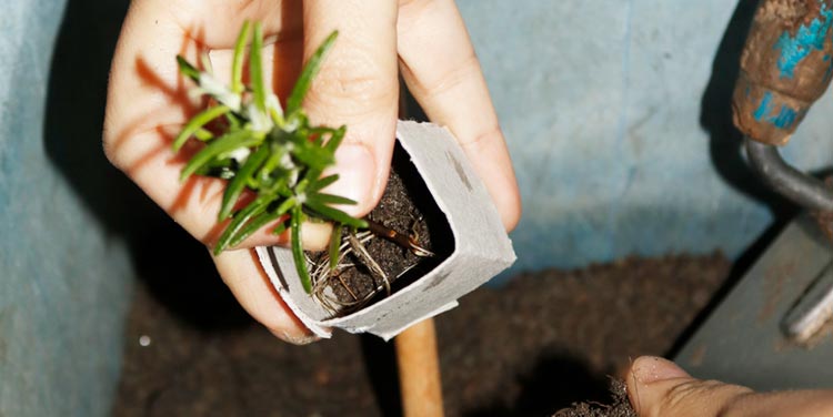 zerowaste anzuchttöpfe aus klopapierrollen