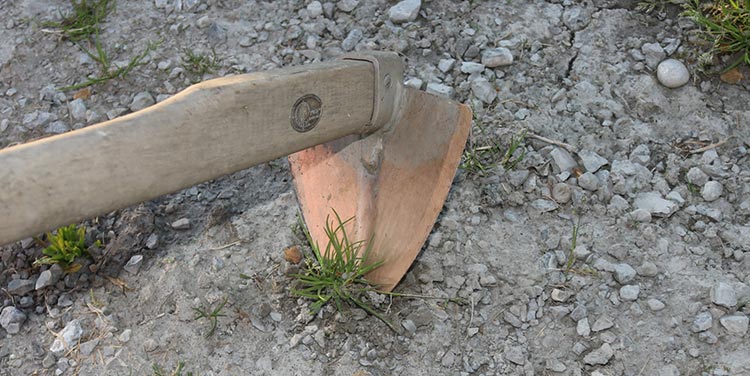 Unkraut jäten mit der Feldhaue