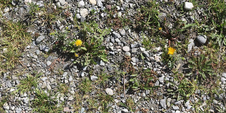 Kiesweg mit Unkraut