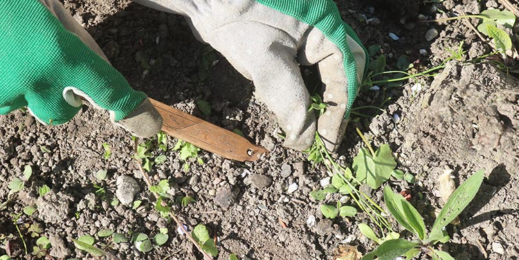 die besten Tipps zum Unkraut jäten