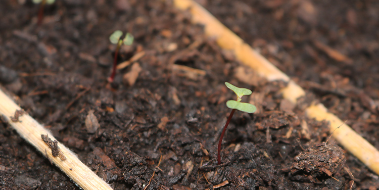 wie sät man Eucalyptus