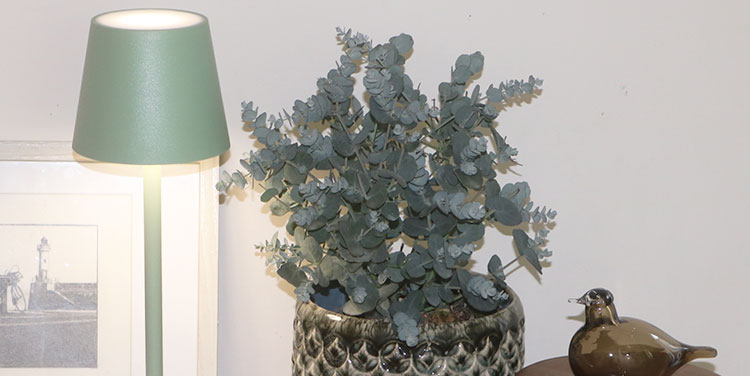 Eucalyptus selber ziehen