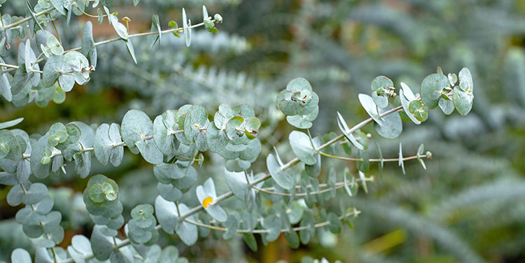 Eucalyptus Anzucht Pflege Deko
