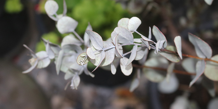 Tomatenausssaat Februar März April bester Zeitpunkt