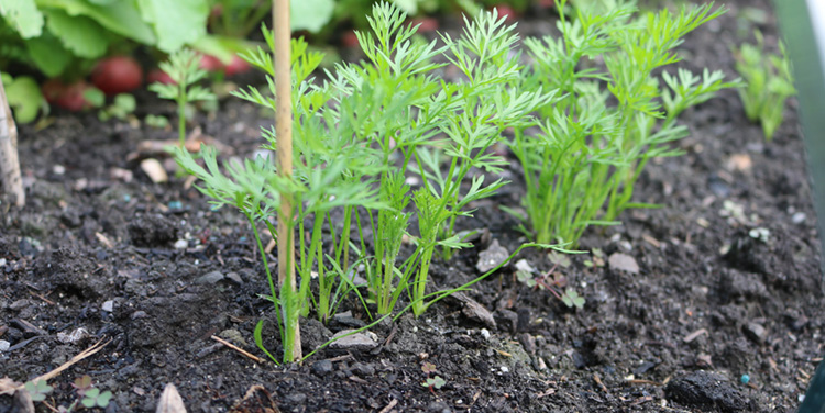 Damit die Karotten schön Platz haben, sollten zwischen den einzelnen Pflänzchen ca. 5 bis 6 cm Platz sein. Die restlichen Pflänzchen sollte man auszupfen. Karotten auslichten