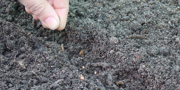 Verteilen Sie die Radieschen Samen möglichst im Abstand von 3 bis 4 cm in der Rille. Radieschen Samen