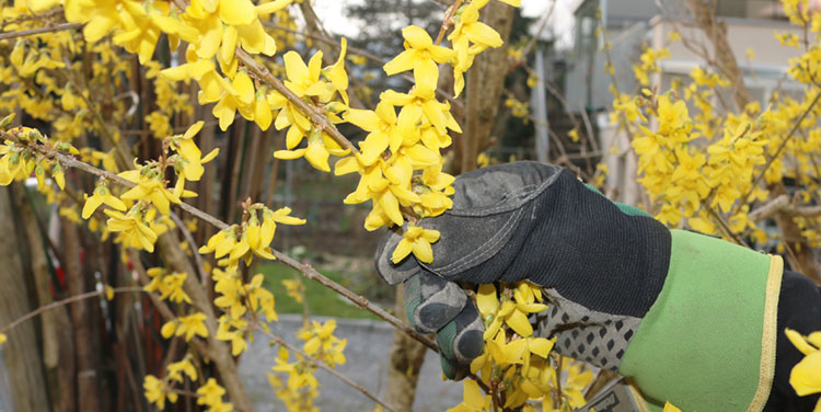 Eine Faustregel: Wenn die Forsythien blühen, beginnt das Rosenjahr! Rosen schneiden Forsythienblüte
