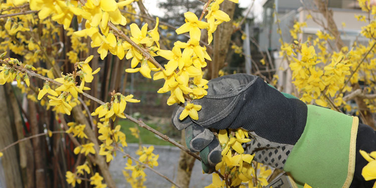 Rosen schneiden Forsythienblüte