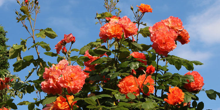 Kletterrose Westerland Rose Westerland