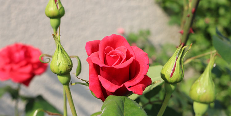 Damit Rosen wunderschön blühen, sollten sie im Frühjahr geschnitten werden. Rote Rosen Knospen