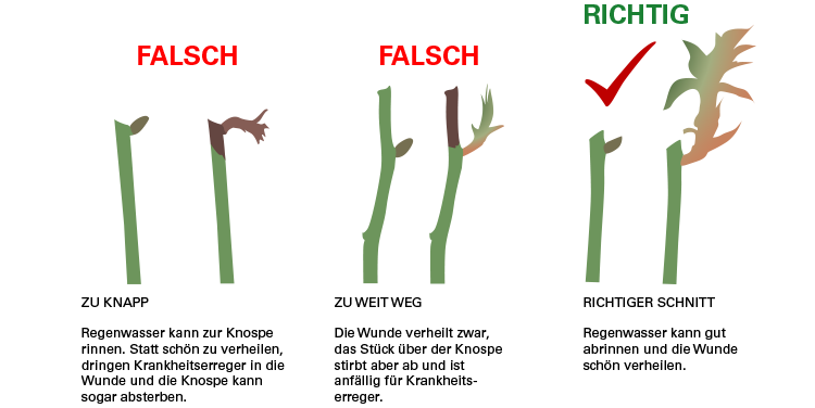 Richtige Schnitttechnik bei Rosen. Rosen Rückschnitt