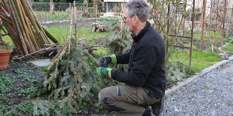 Winterschutz mit Tannenreisig