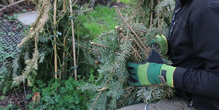 Tannenreisig ist bestens geeignet, um Rosen vor Frost und Schnee zu schützen. Rosenschutz im Winter Tannenreisig