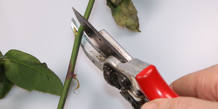 Setzen Sie die Schere etwas über der Knospe schräg zur Knospe zeigend an. Rosen Rückschnitt Tipp