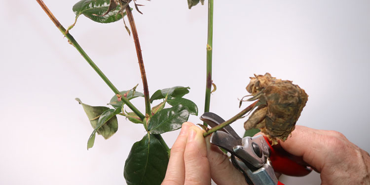 Im Sommer werden vor allem verblühte Rosen und totes oder krankes Holz entfernt. Sommer Rückschnitt verblühte Rosen abschneiden