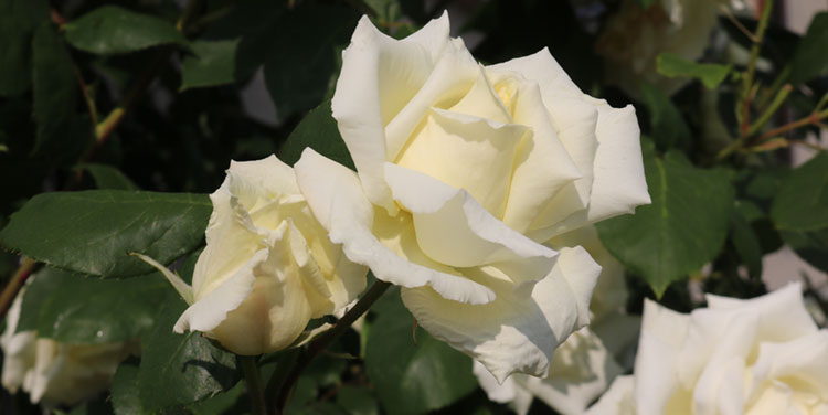 weiße Edelrose Weisse Rose