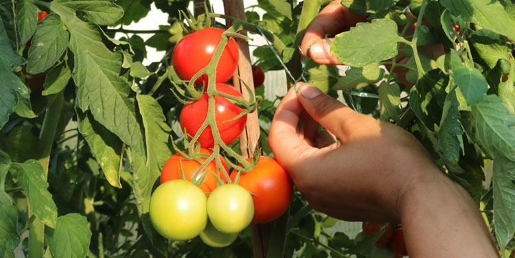 Tomate Harzfeuer