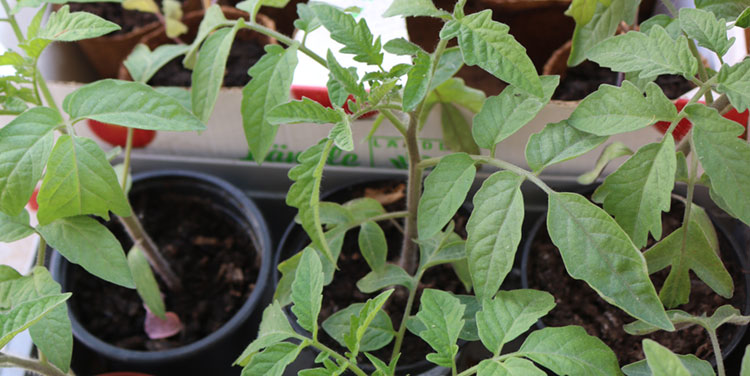 kraeftige Tomatenpflanze