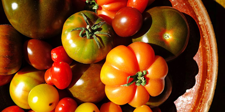 welche tomate soll ich saen Tomatensamen Auswahl