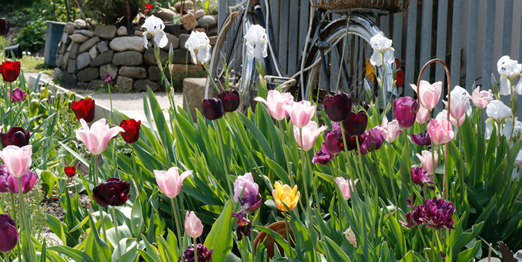 INIZIO Tulpenblüte
