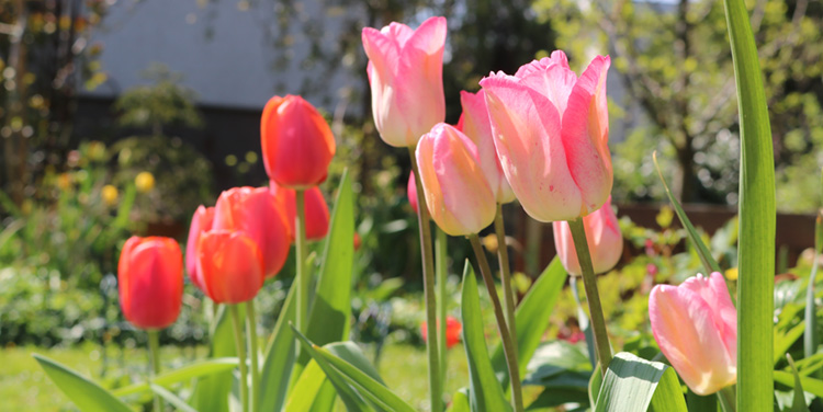 INIZIO Tulpenblüte