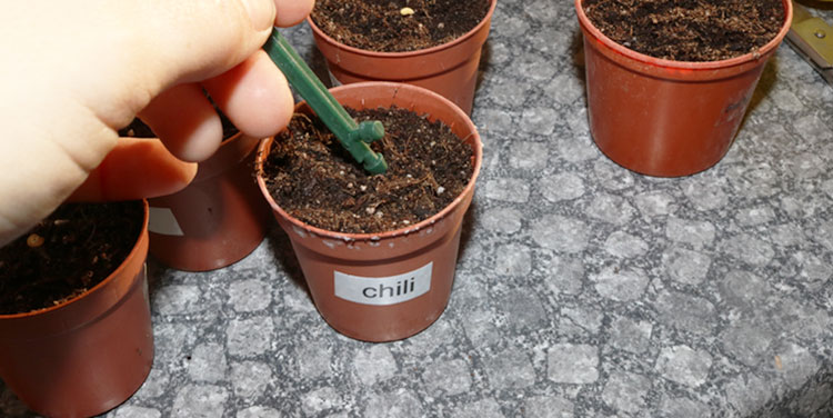 Drücken Sie das Saatkorn nach Packungsangabe unter die Erde. Chili Samen