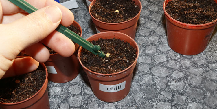 Legen Sie in jedes Töpfchen das entsprechende Saatkorn. Chili Samen